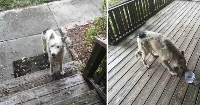 En redd og sulten hundevalp dukket opp på trappen. Det kvinnen gjør da rører alle til tårer!