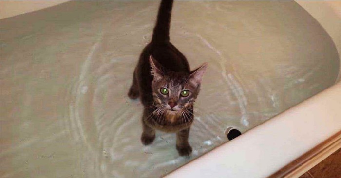 Eieren legger kattungen i badekaret. Se kattens reaksjon som har sjarmert millioner av mennesker!