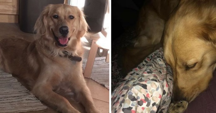 Eieren kommer hjem til en deprimert hund. Men når han ser hva hunden skjuler, får han sitt livs sjokk!