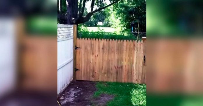 Mannen filmer stolt det nye gjerdet i hagen. Så skjer det noe veldig uventet!