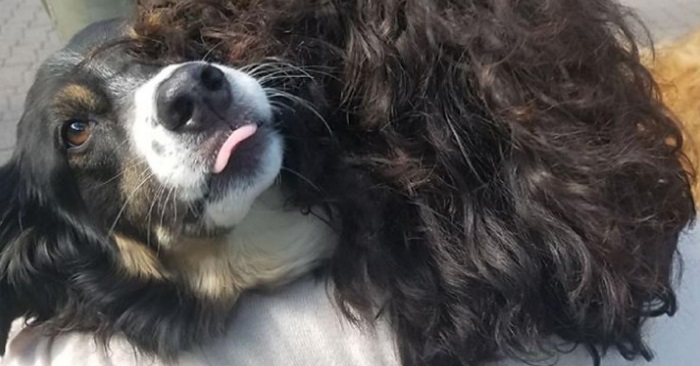 Denne hunden var på kanten til å dø. Men nå har han fått en veldig spesiell gave!