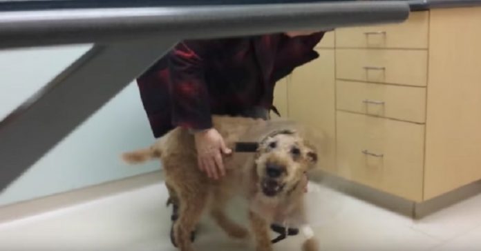 Den blinde hunden har blitt operert og kan se. Nå sjarmerer reaksjonen hans alle!