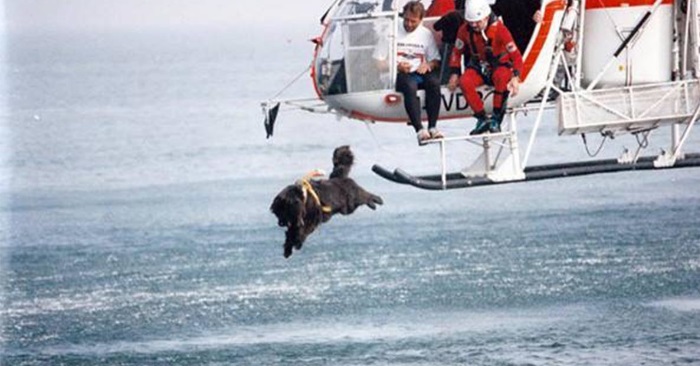 Hunden hopper fra helikopteret og i det iskaldet vannet. Årsaken imponerer alle!