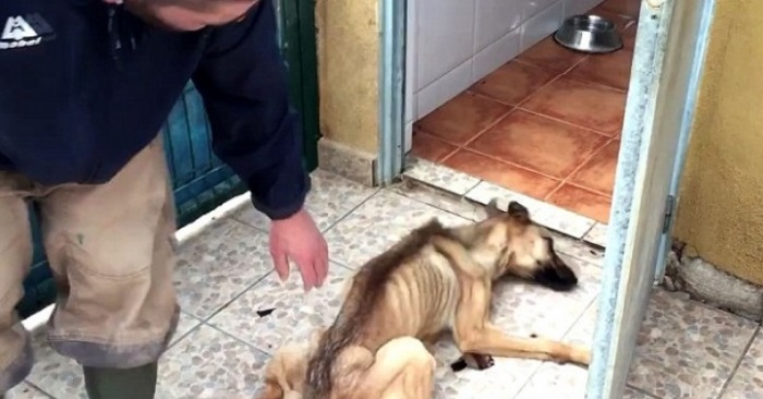 Hun var så svak at hun besvimte på vei til veterinæren. Men se hvordan kjærlighet og omsorg forvandlet henne!