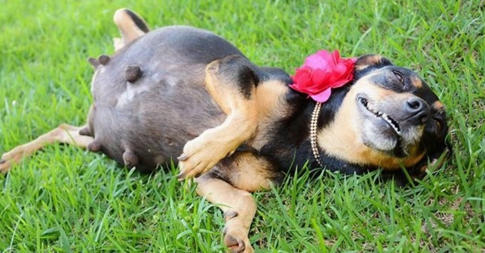 Hunden ble gravid. Og nå tar svangerskapsbildene hele internett med storm!