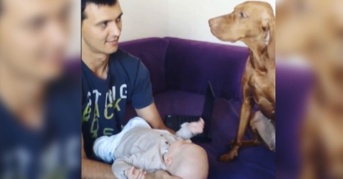 Hunden er sjalu på babyen. Men se hvordan han reagerer når pappaen kysser den nyfødte babyen!