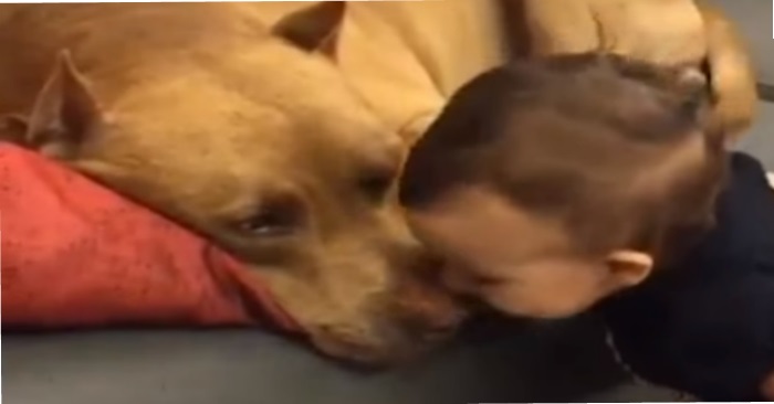 Babyen gir den sovende pitbullen et kyss. Men se hvordan den store hunden reagerer da!