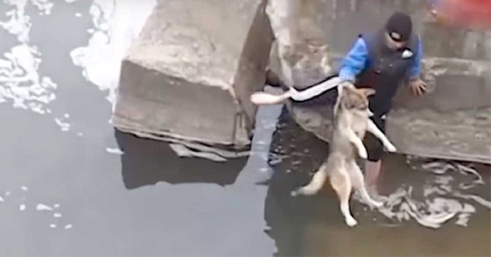 Mannen redder hunden fra å drukne. Men se hva det stakkars dyret gjør da!