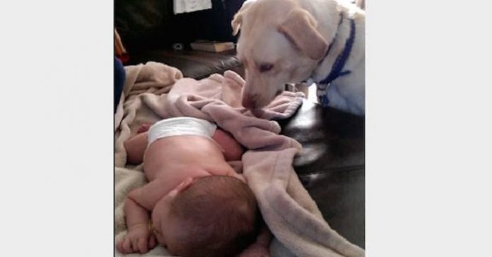 Hunden får øye på babyen som ligger og sover. Det han gjør da er noe av det søteste jeg har sett!