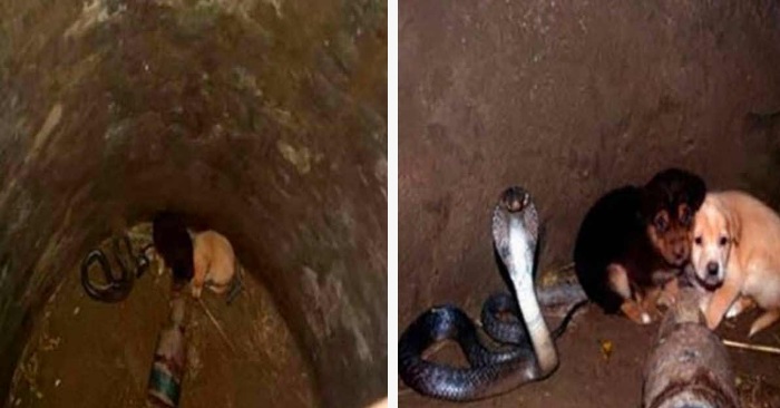 2 valper falt ned i en grop med en kobraslange. Så skjer det noe veldig uventet!