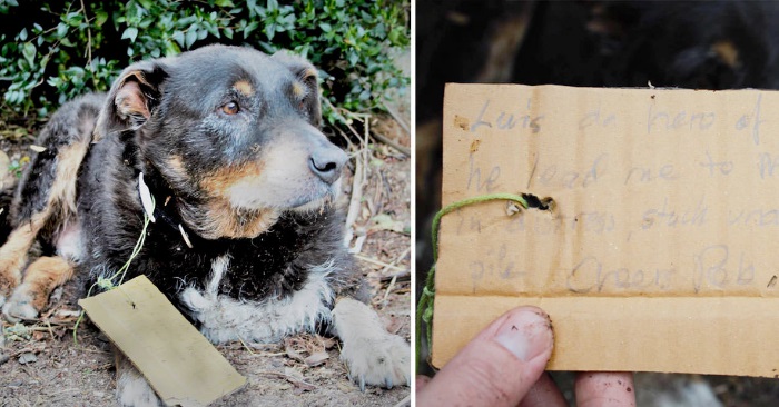 Hunden kollapser i døren. Da ser eieren en lapp på halsbåndet hans og kaster seg på telefonen!