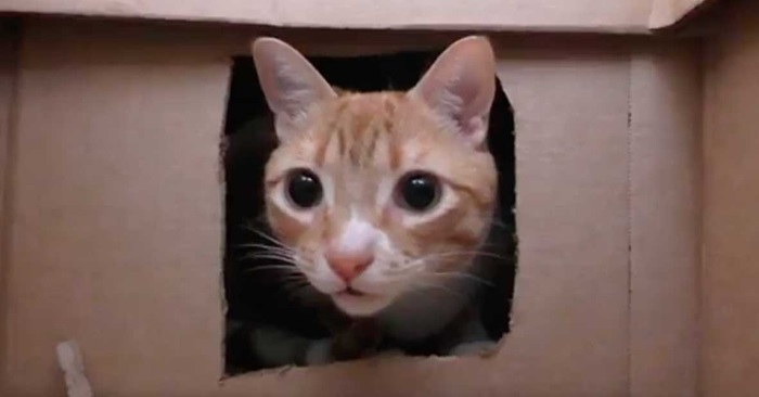 Eieren bygger en labyrint av 50 pappesker. Se nå når kattene «kjemper» seg gjennom den!