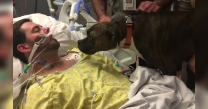 Hunden besøker sin elskede eier på sykehuset. For å si farvel en siste gang!