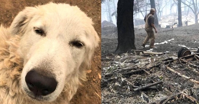 Hunden nekter å forlate området som brenner. Årsaken er hjertevarmende!
