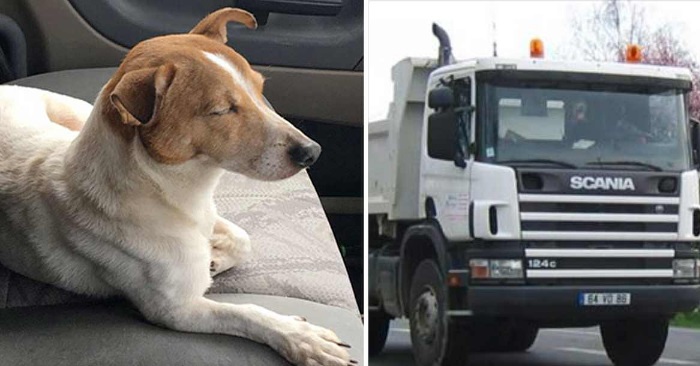 Lastebilsjåføren redder hunden fra motorveien. Da begynner han å bjeffe, og fører han inn i skogen!