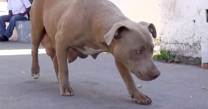 Kvinnen ser en ensom hund som tigger mat på gaten. Men når hun ser nærmere på magen, griper hun inn!