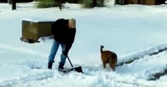 Mannen prøver å måke snø utenfor huset. Det hunden gjør da er fantastisk!