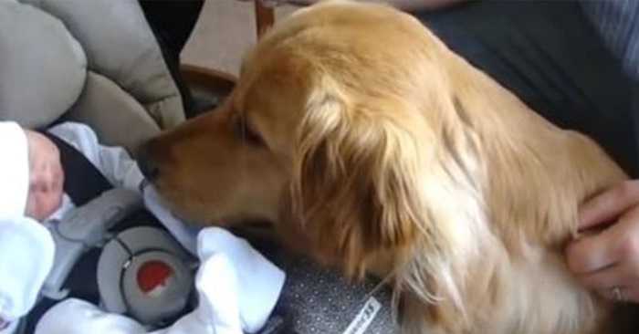 Golden retrieveren får møte familiens nyfødte baby for første gang. Reaksjonen er uvurderlig!