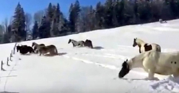 10 hester leker i snøen for første gang i sine liv. Bildene varmer virkelig hjertet mitt!