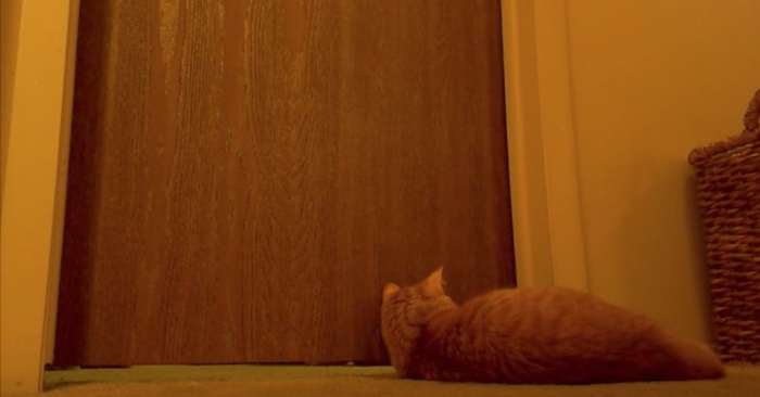 Denne katten vekker eieren sin hver morgen klokken 5. Men SE hvordan han gjør det!