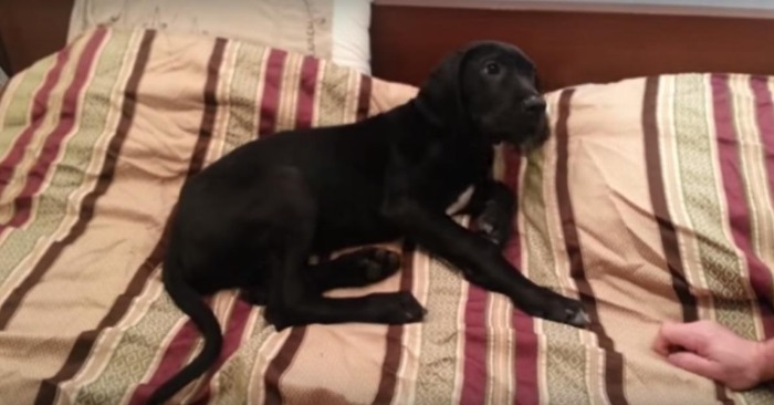 Eieren prøver å få hunden til å stå opp. Reaksjonen? Jeg ler så tårene triller!