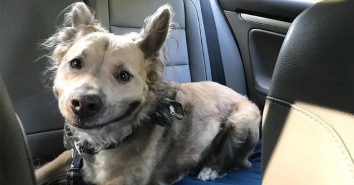 Hun var usikker på hvilken hund hun skulle adoptere. Helt til hun så DETTE bildet!