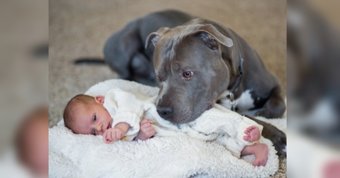 Mannen var skeptisk til konas hund. Men når de fikk barn sammen, gjorde hunden DETTE!