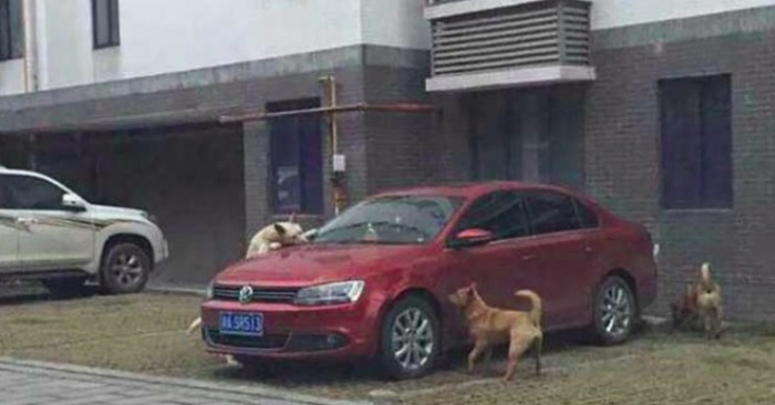 Mannen sparket hunden som lå på parkeringsplassen. Da kom han tilbake med forsterkninger!