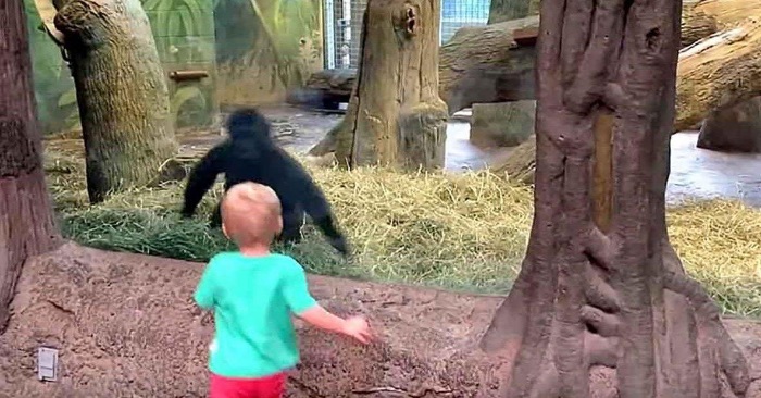 Den lille gutten løper bort til gorilla-buret. Det som skjer da er helt fantastisk!