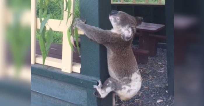 Død koala funnet fastskrudd til en bjelke. Nå får hendelsen hele internett til å koke!