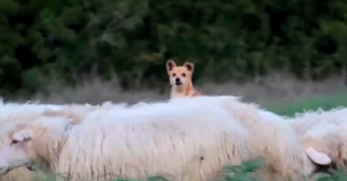 Hunden skal gjete sauene. Men det han gjør istedet får hele verden til å le!