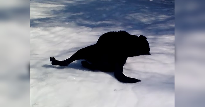 Labradoren legger seg langflat i snøen. Det neste som skjer får hele internett til å bryte ut i latter!