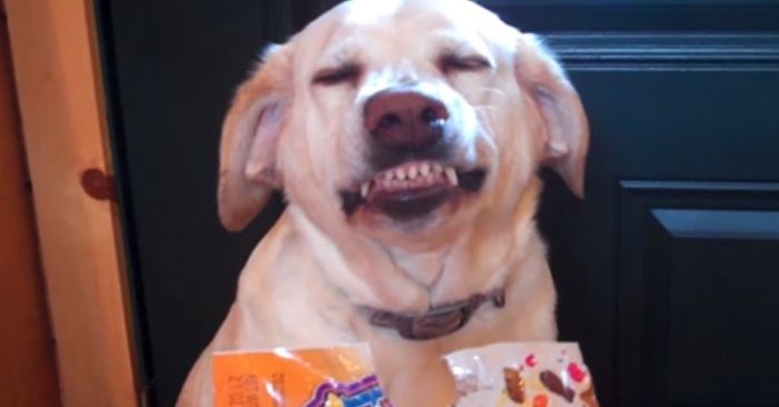 Han spør om det er hunden som har spist opp godteriet. Hundens svar? Jeg slutter aldri å le!