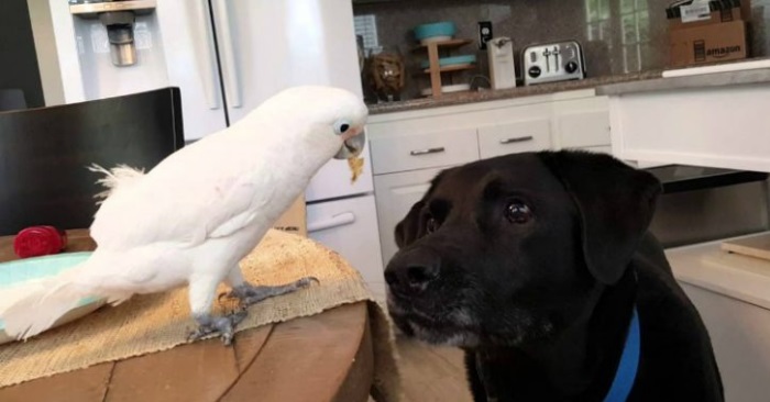 Kakaduen mater labradoren med egg hver morgen. Se det søte morgenritualet deres!