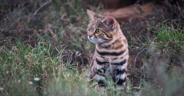 Denne lille katten er utrolig søt. Men den er også den mest dødelige katten i verden!