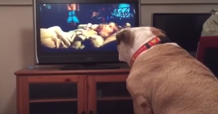 Hunden ser at jenta på TV-skjermen er i fare. Det hun gjør da er fantastisk!