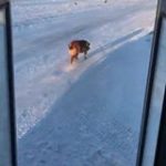 Bussjåføren gjør ett spesielt stopp hver dag. Med en livsviktig levering som varmer hjerter!