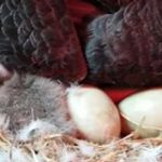 De fant 6 mystiske egg under den sorte svanen. Når de klekker innser de umiddelbart hvem faren er!
