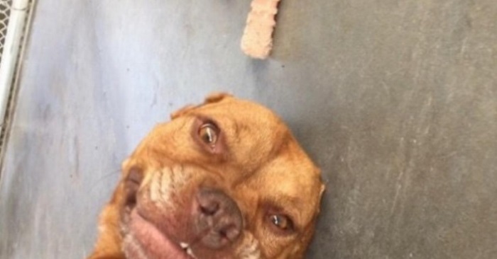 Hunden hadde vært hjemløs i 950 dager. Men se reaksjonen når hun møter sin nye familie!