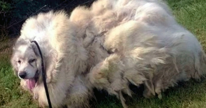 Hunden ble funnet med 17 kilo for mye pels. Men se hvordan han ser ut etter en hårklipp!