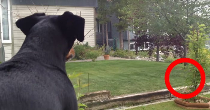 Hunden legger leketøyet sitt i hagen. Men hun hadde ikke forventet at DETTE skulle skje!
