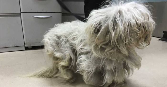 Veterinære skjønner ikke hvilket dyr det er. Da tar han frem barbermaskinen og oppdager det utrolige!