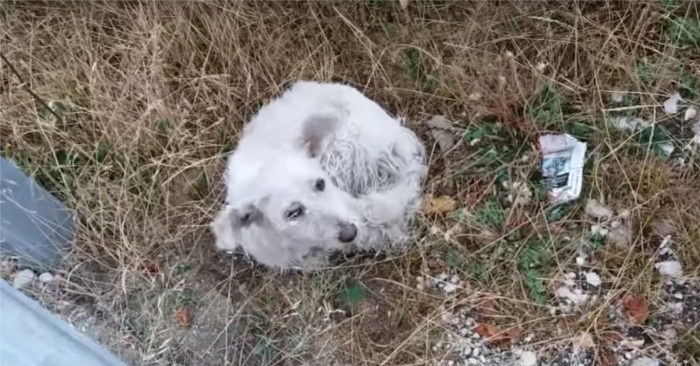 Den hjemløse hunden ventet hjelpeløst på døden i veikanten. Men så oppdaget en sjåfør DETTE!