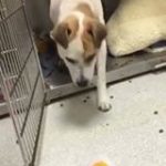 Den mishandlede hunden var så redd at ingen fikk røre ham. Helt til veterinæren gjorde dette!
