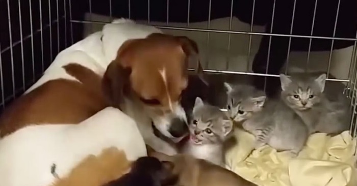 De nyfødte kattungene ble dumpet på gaten. Da gjør den hjemløse hunden noe fantastisk!