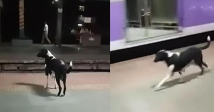 Hunden kommer tilbake til T-banestasjonen hver kveld. Årsaken får hjertet mitt til å blø!