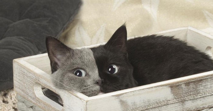 Katten Narnia tar internett med storm. Etter å ha sett bildene, skjønner jeg hvorfor!