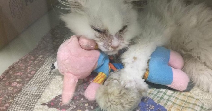 Katten var på vei mot en sikker død. Helt til én kvinne forandret hele livet hans!