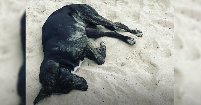 Kvinnen finner en livløs hund på stranden. Når den nekter å spise, innser hun at noe er galt!