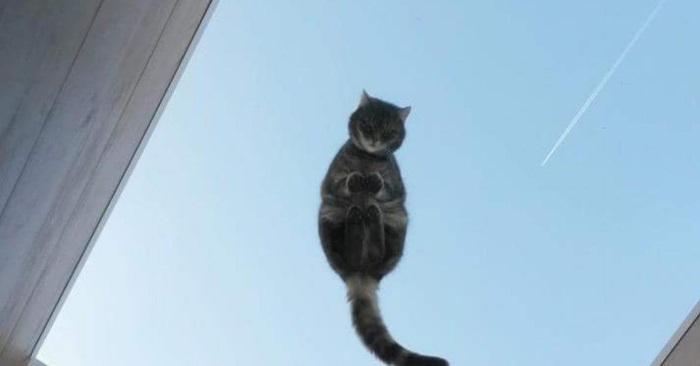 Vurderer du å skaffe deg katt? Her er 14 gode grunner til at du bør gjøre det!